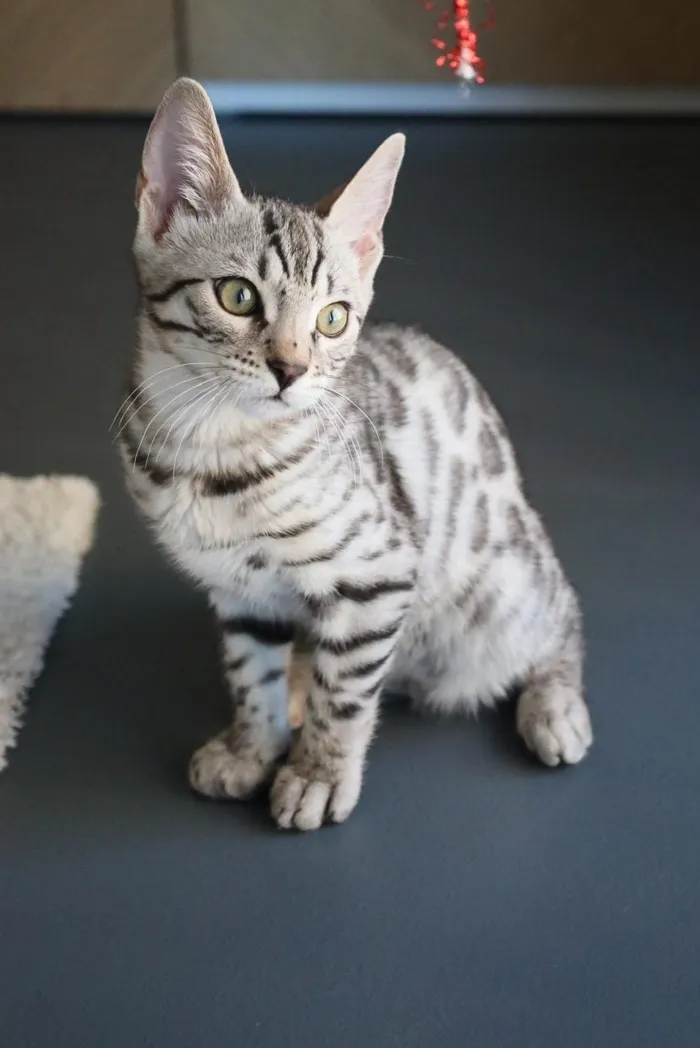 Kira, la gatta mascotte di Kirya